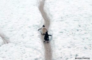 Read more about the article 남극에서 목격된 귀여운 펭귄 하이웨이에서의 역주행