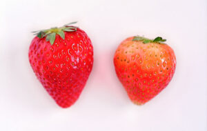 맛있는 딸기 고르는 법