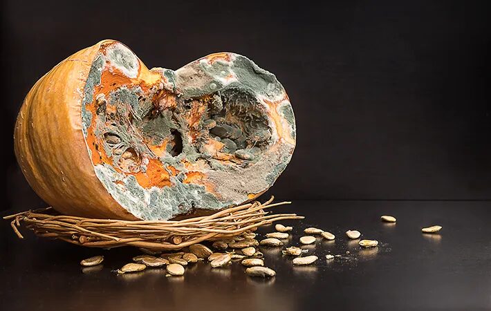 단호박에 곰팡이가 잘 생기는 이유