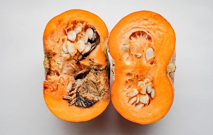 곰팡이만이 아니다 냄새·질감도 부패 신호