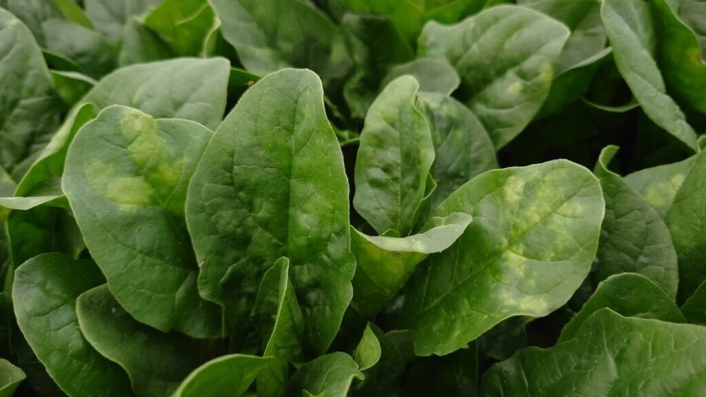 잎 끝이 마르거나 변색된 것은 피한다