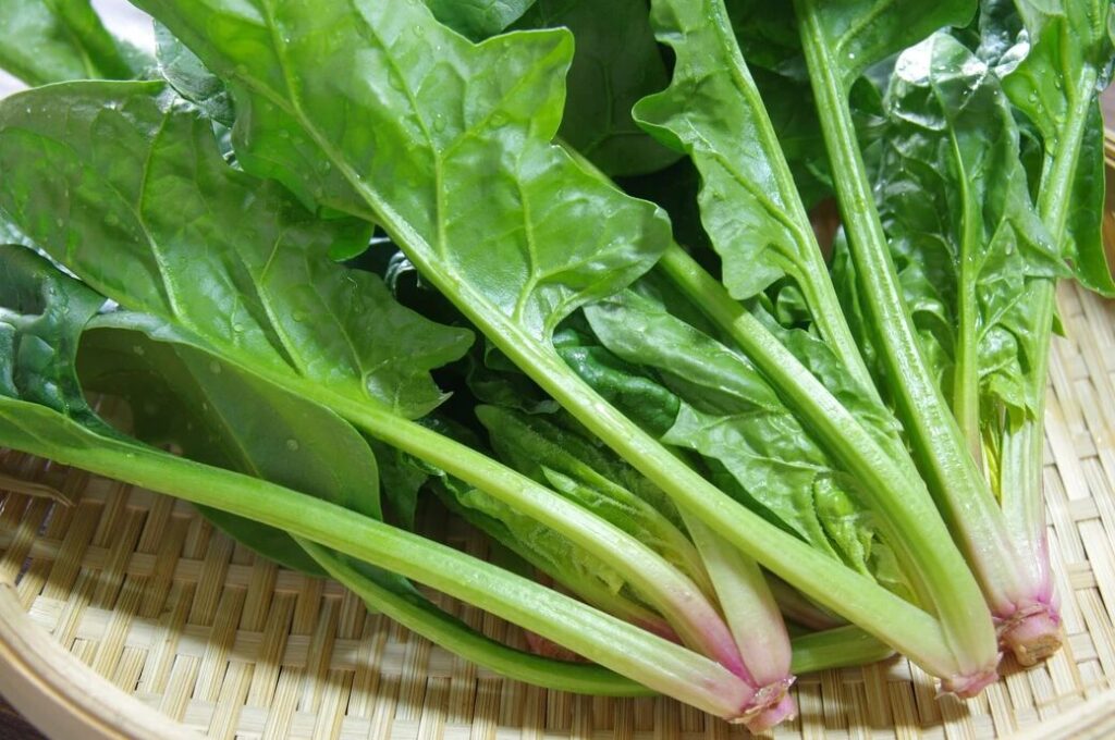 맛있는 시금치 고르는 법 결정적 힌트 붉은 뿌리