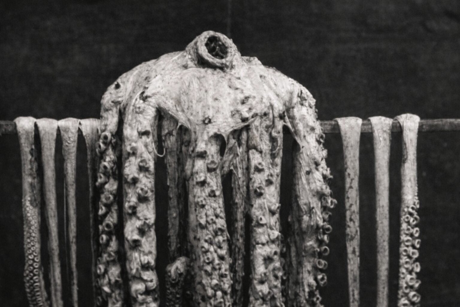 대왕오징어 사진