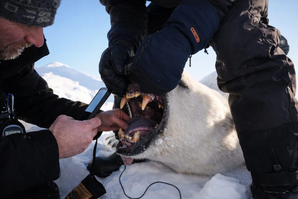 노르웨이 북쪽에 위치한 스발바르 제도의 북극곰