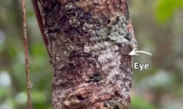 어떤 생명체가 숨죽이고 숨어 있다.