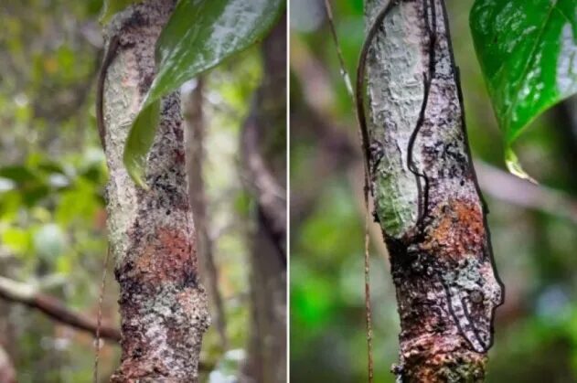 어떤 생명체가 숨죽이고 숨어 있다.