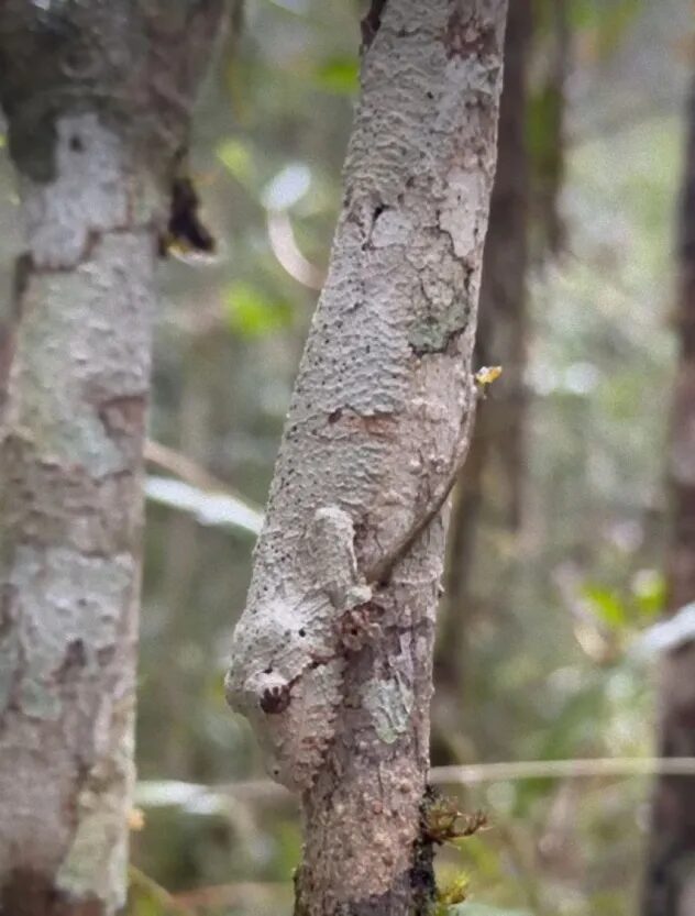 크기도 무늬도 천차만별, 다채로운 매력