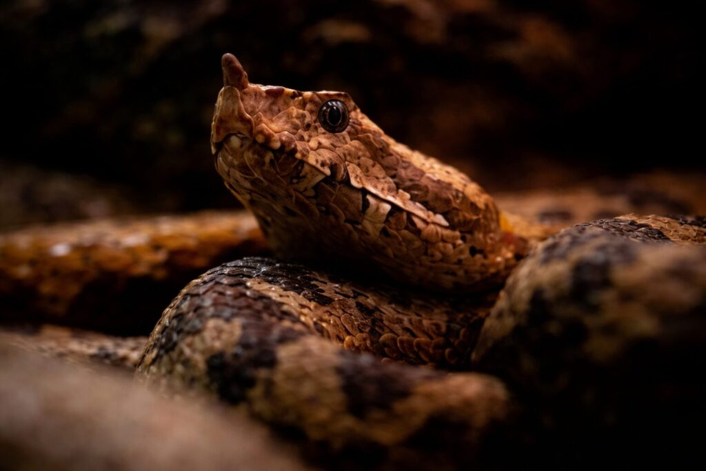 같은 ‘원시적 공포’라도 작동 방식은 다르다