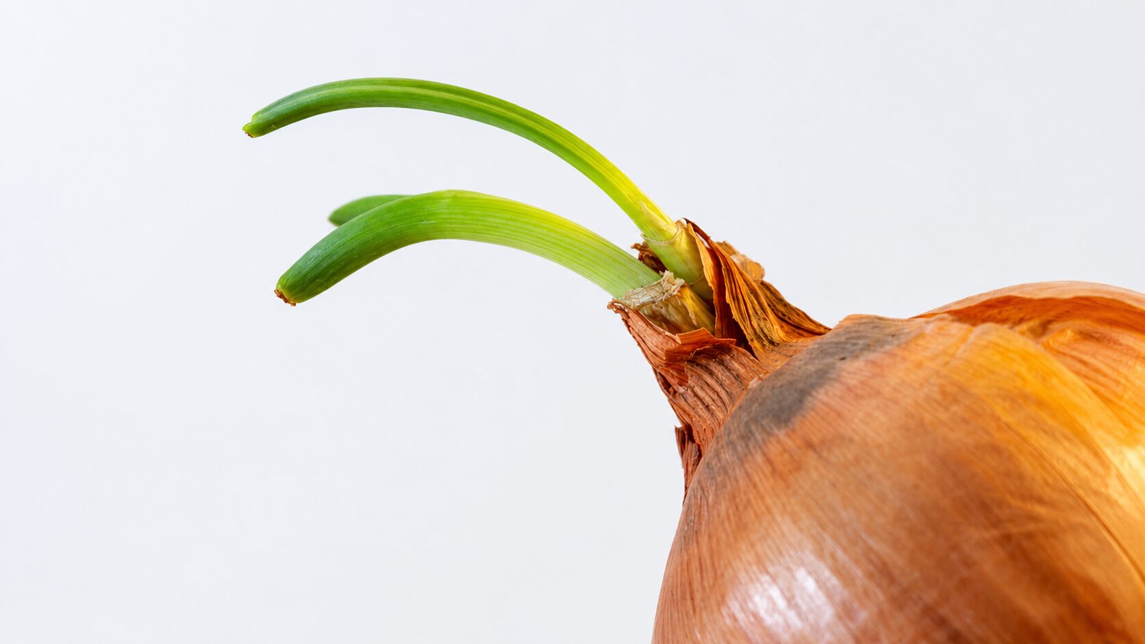 양파 싹 먹어도 되나요? 버리기 전에 꼭 알아야 할 것