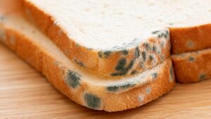 Read more about the article 식빵에 핀 검은곰팡이, 보이는 부분만 떼고 먹어도 될까